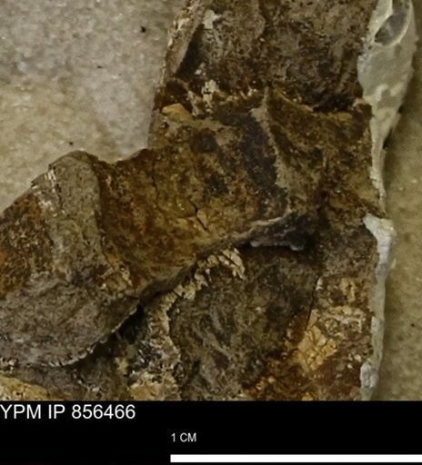 undet. Mollusca