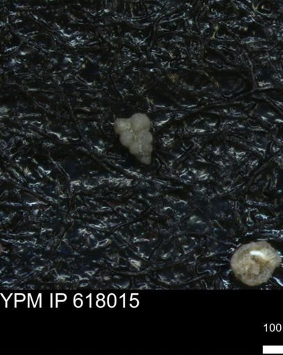 undet. Heterohelicidae