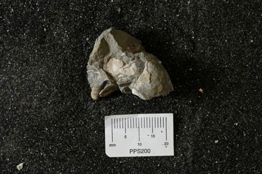 Inoceramus barabini