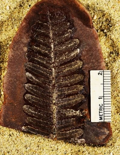 Pecopteris lamurensis
