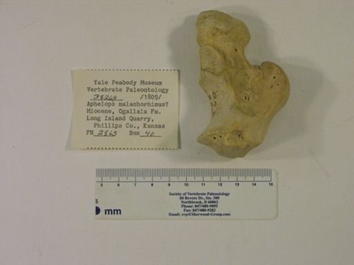Rhinocerotidae