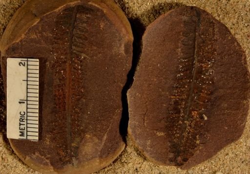 Pecopteris