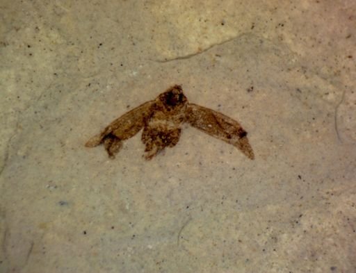undet. Hemiptera