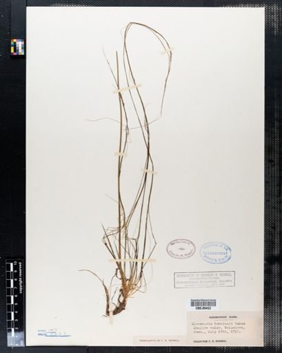 Eleocharis robbinsii