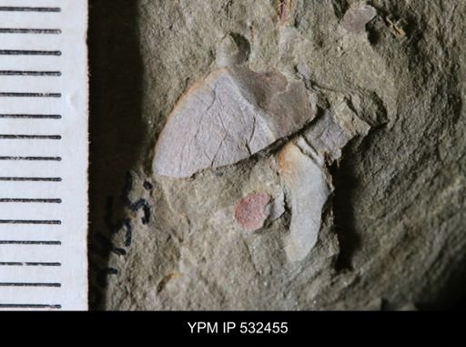 undet. Bivalvia