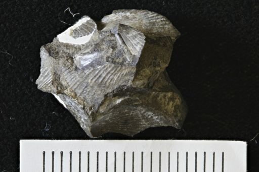 Oxytoma (Hypoxytoma)
