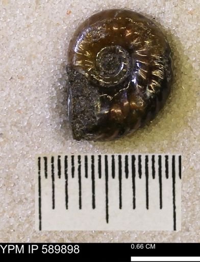 undet. Scaphitidae