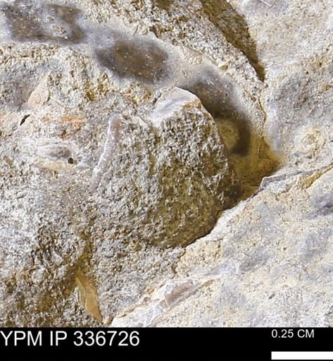undet. Mollusca