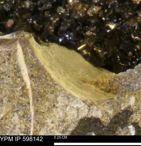 Limopsis striatopunctatus