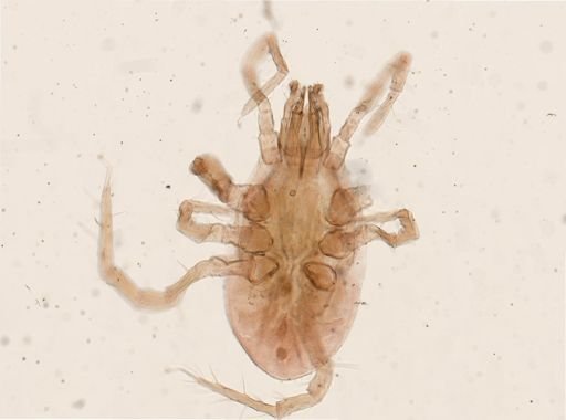 Parasitus coleoptratorum