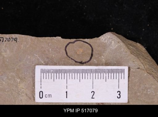 undet. Arthropoda