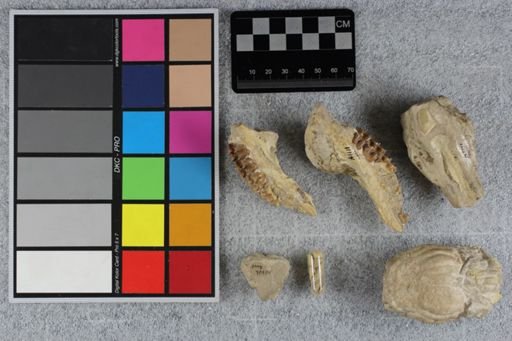 Mesohippus