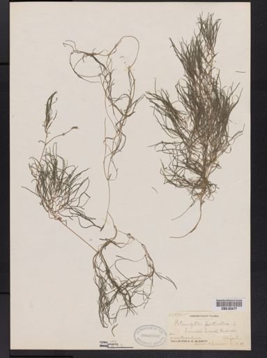 Potamogeton pectinatus