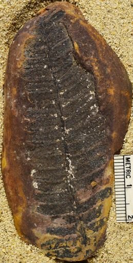 Pecopteris sp.