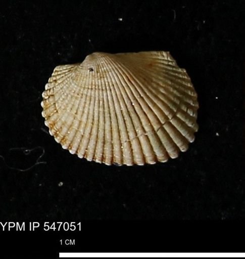 Scapharca transversa