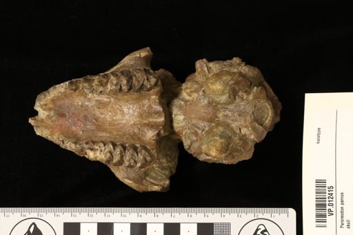 Paroreodon marshi