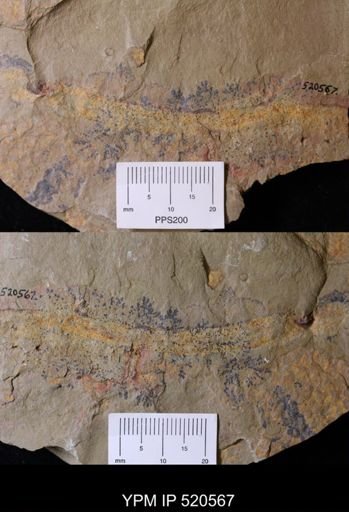 undet. Annelida