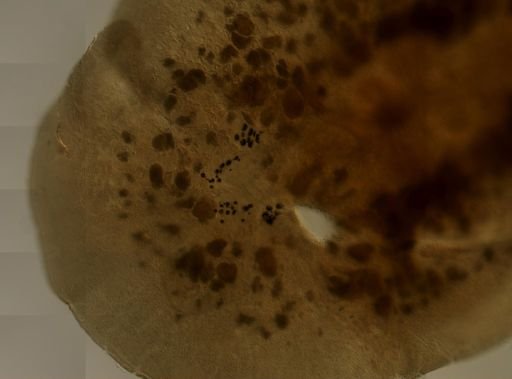 Pleioplana atomata