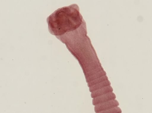 Dipylidium caninum