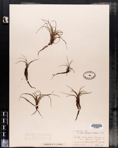 Isoetes muricata
