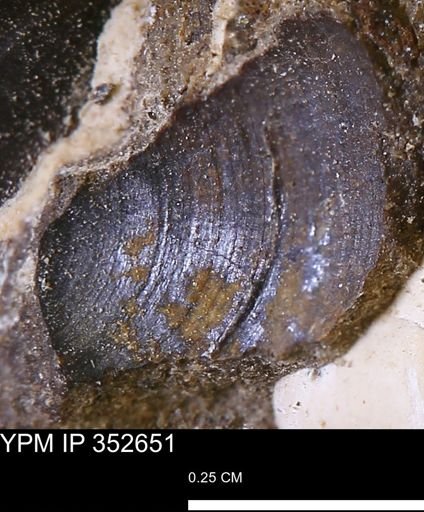 undet. Bivalvia
