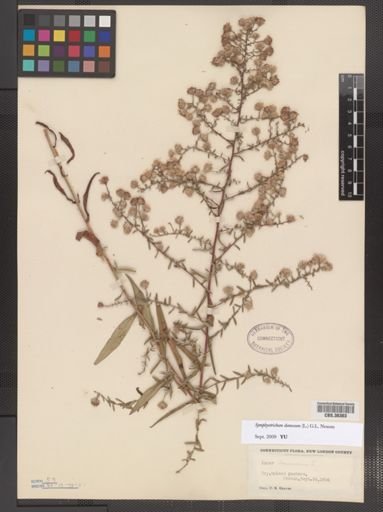 Symphyotrichum dumosum