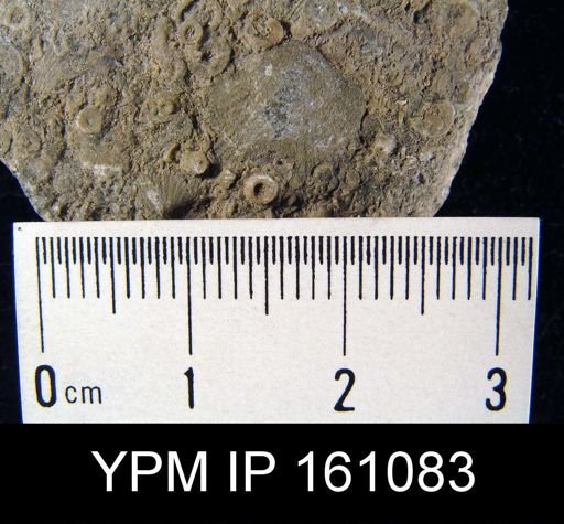Dalmanella testudinaria