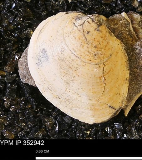 Limopsis striatopunctatus
