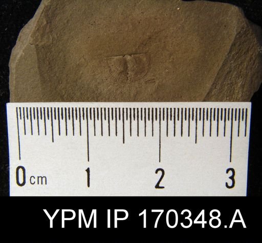Strophomena delicatula