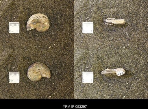 Discoscaphites conradi