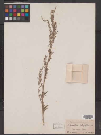 Chenopodium leptophyllum