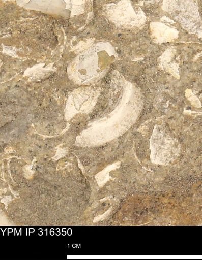 undet. Gastropoda
