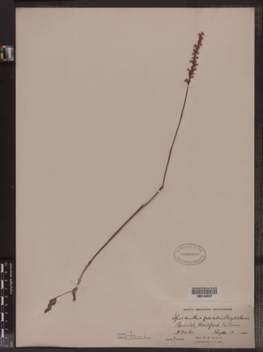 Spiranthes gracilis