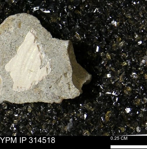 undet. Mollusca