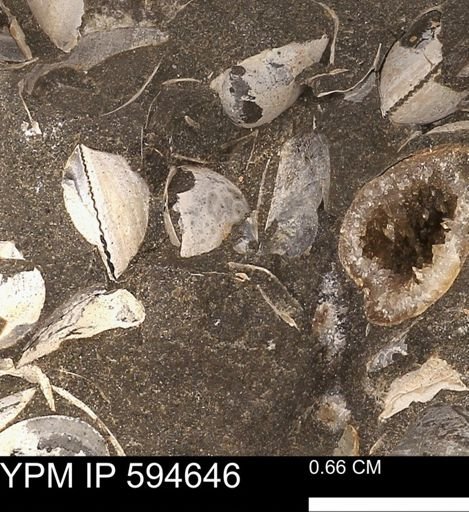 Protocardia sp.