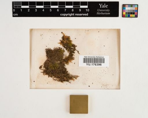 Plantae