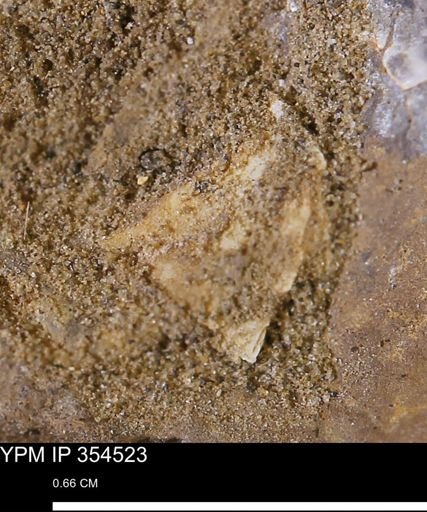 undet. Mollusca