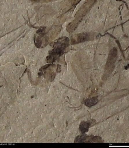 undet. Insecta
