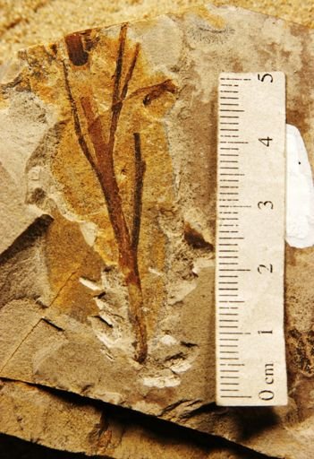 Sphenozamites tenuifolia