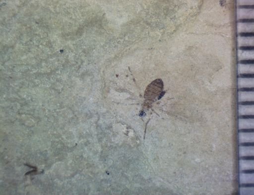 undet. Coleoptera