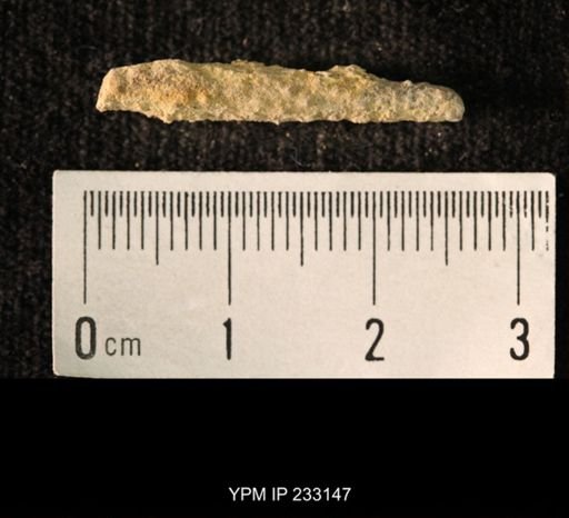 Archaeocidaris sp.