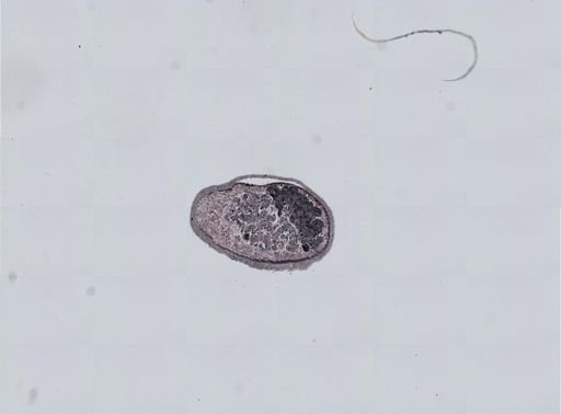 Plagiostomum cinctum