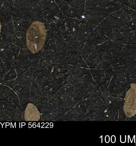Miliammina manitobensis