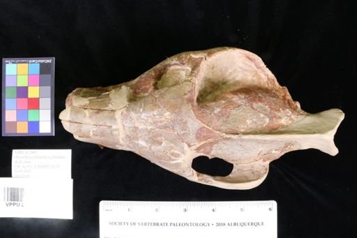 Otionohyus (Otarohyus) bullatus