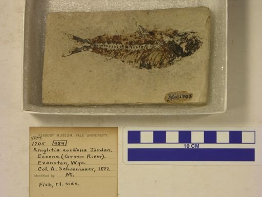 Knightia eocaena