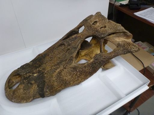 Melanosuchus niger