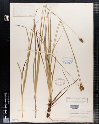 Carex cephalophora