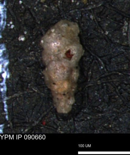 Verneuilinoides hectori