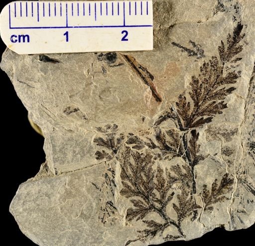 Sphenopteris sp.