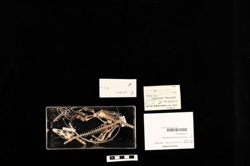 Varanus salvator